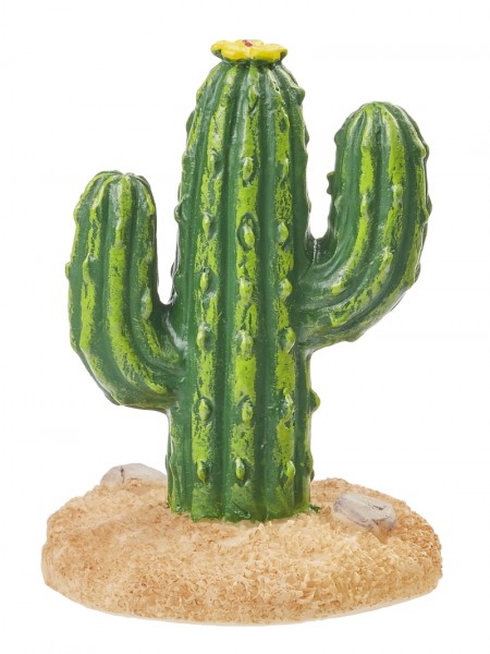 Kaktus groß