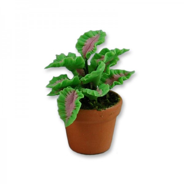 Pflanze mit grün - rosa Blättern in Topf